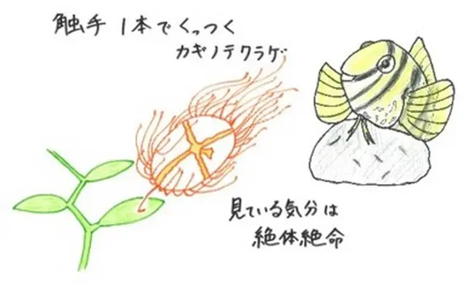 飼育スタッフの手描きイラストも登場
