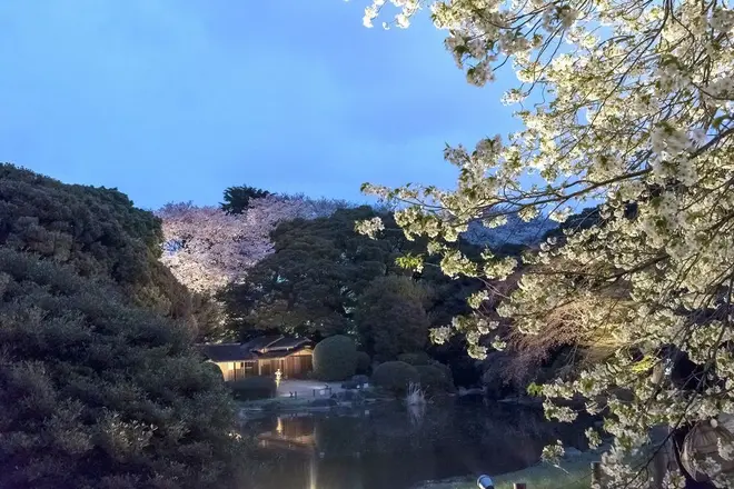 庭園ライトアップ風景