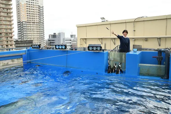 「天空のペンギン」水槽でのエサやり体験 イメージ