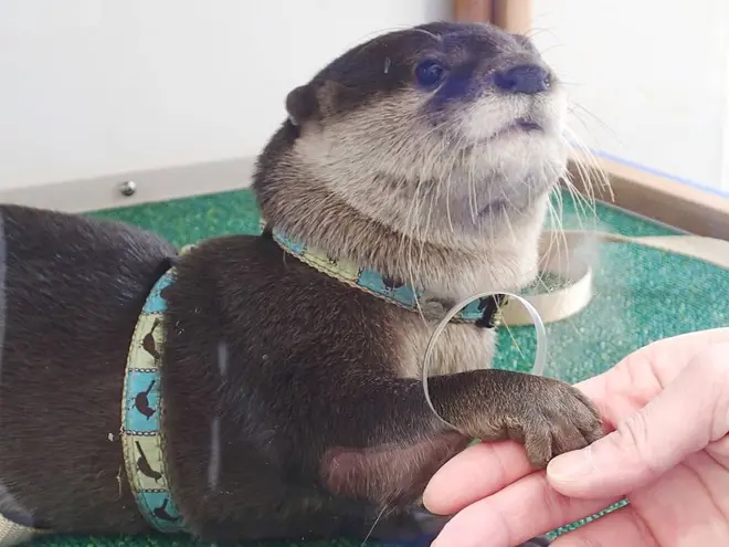 コツメカワウソへのエサやり体験 イメージ