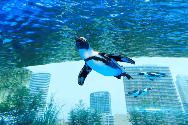 豊島区の街を飛び交うように泳ぐ「天空のペンギン」 イメージ