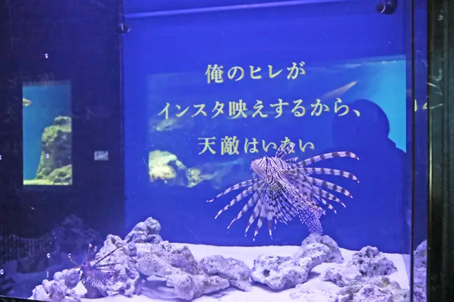 ROLAND魚録展