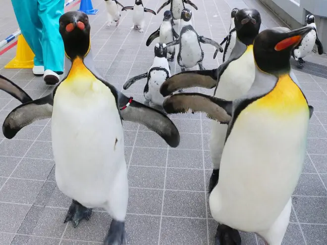 ウィンターペンギンパレード イメージ