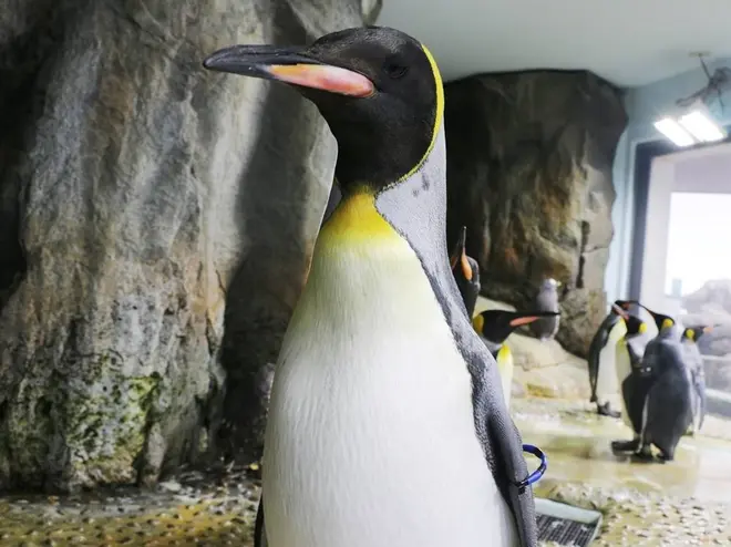 〈オウサマペンギン〉けやき