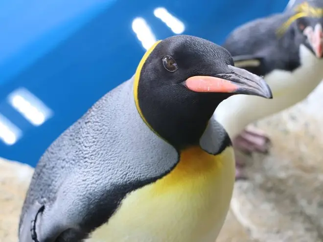 〈オウサマペンギン〉あおば