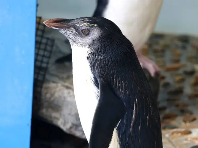 〈イワトビペンギン〉はく
