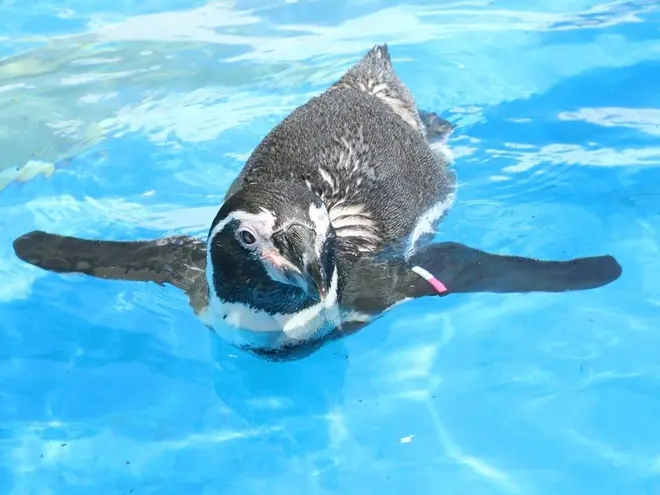 〈フンボルトペンギン〉サボ
