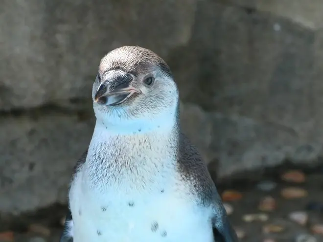 〈フンボルトペンギン〉コア