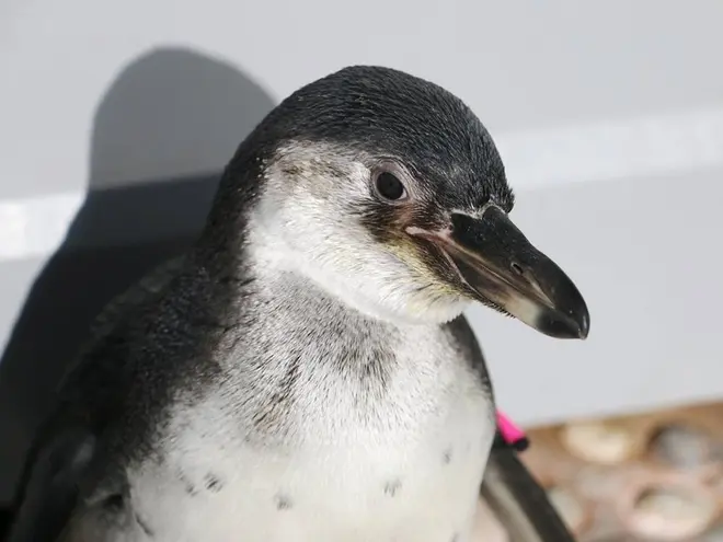 〈フンボルトペンギン〉ペポ