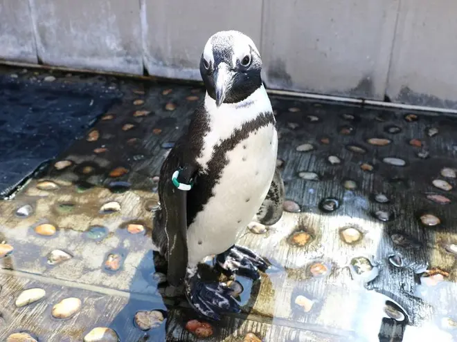 〈ケープペンギン〉なつ