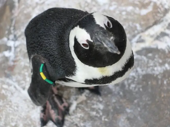 〈ケープペンギン〉あき