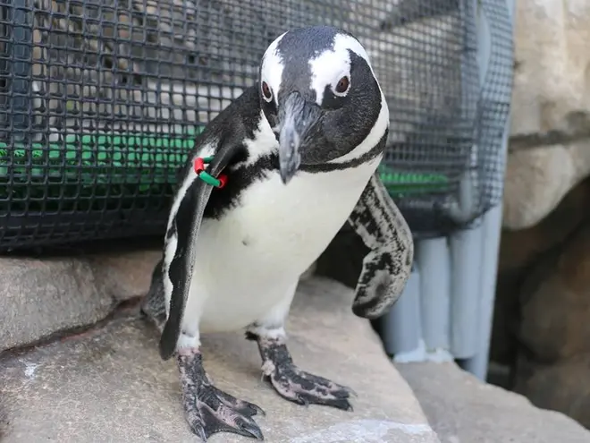 〈ケープペンギン〉つば