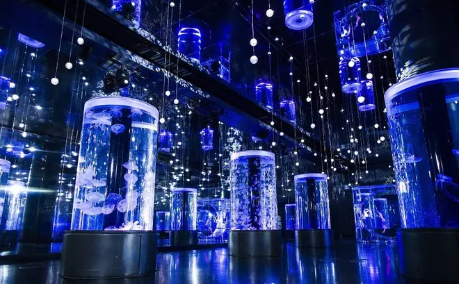 「Jellyfish Ramble」 ※イメージ