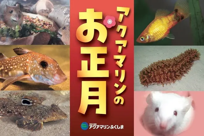 アクアマリンのお正月