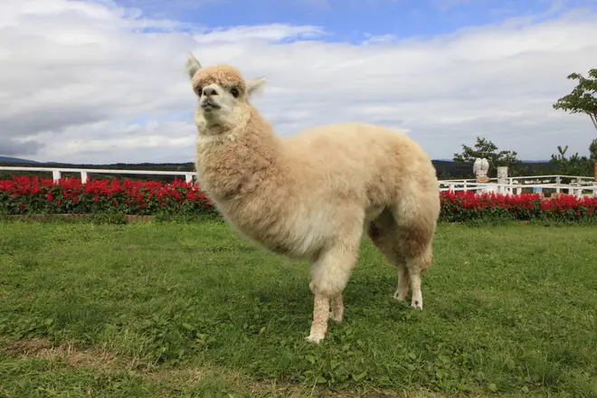 アルパカ イメージ