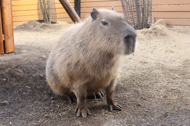 カピバラ イメージ