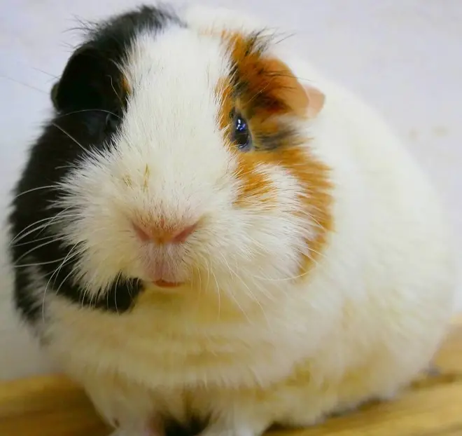 モルモット イメージ