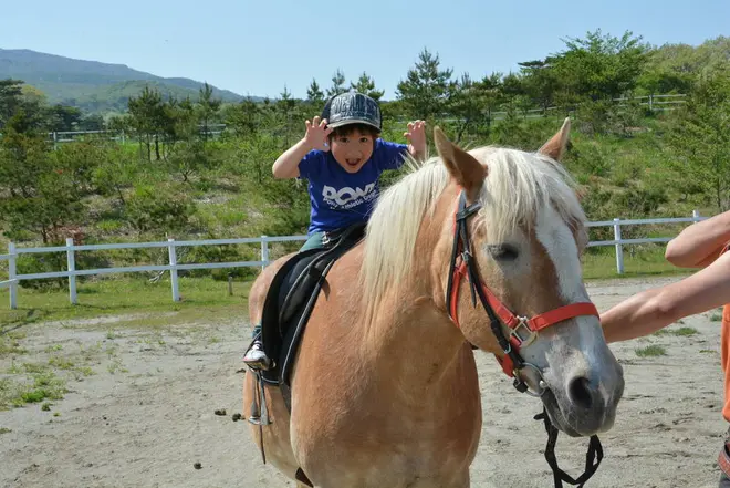 ハーフリンガーの引き馬体験 イメージ
