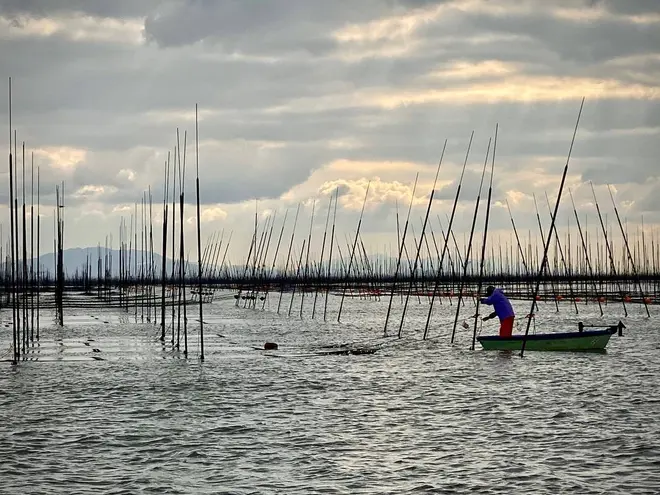 有明海産佐賀海苔の風景
