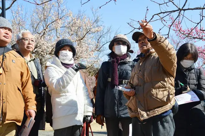 日本梅の会 会長大坪孝之先生による『梅園ガイドツアー』