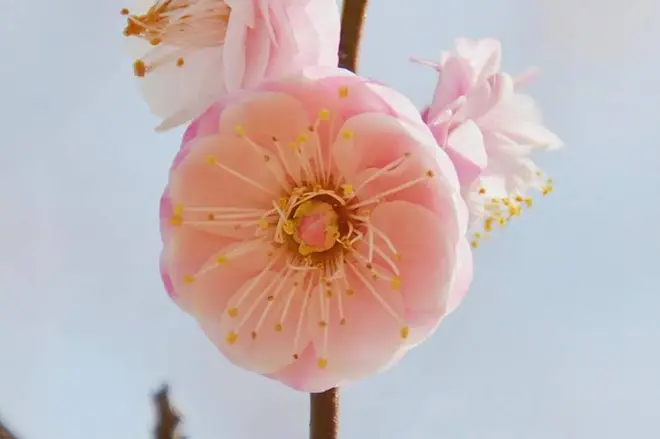 紅粉台閣（こうふんたいかく）