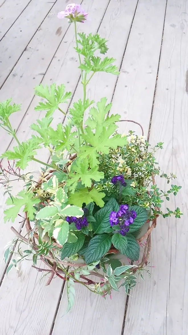ワークショップ[寄せ植え]