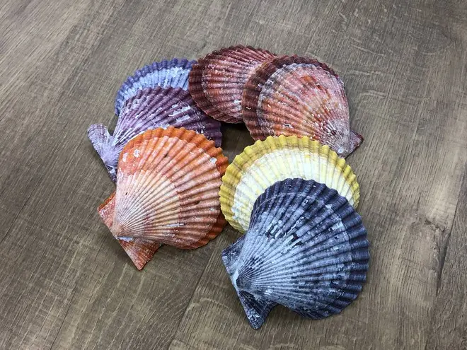 ヒオウギガイ