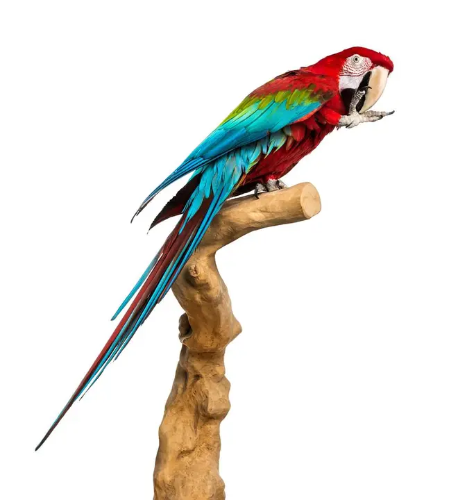 ベニコンゴウインコ