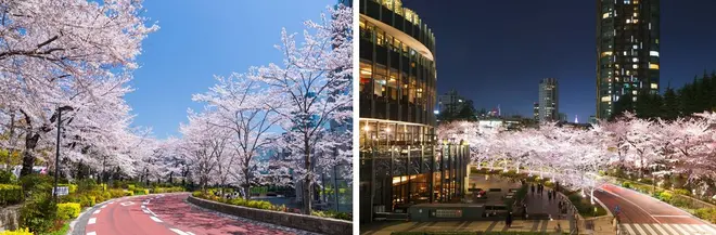 昨年の様子 全長約200mの桜並木は、昼と夜で異なる雰囲気が楽しめます