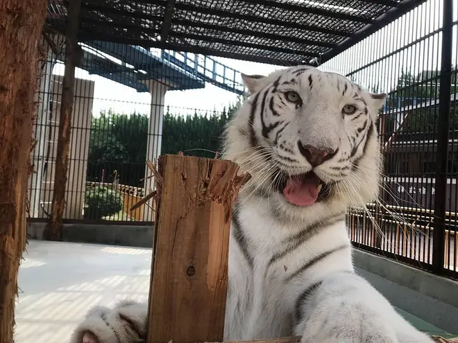 ホワイトタイガーのサンちゃん