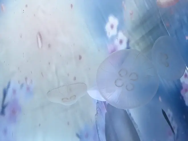 クラゲ水槽の背面に桜の映像