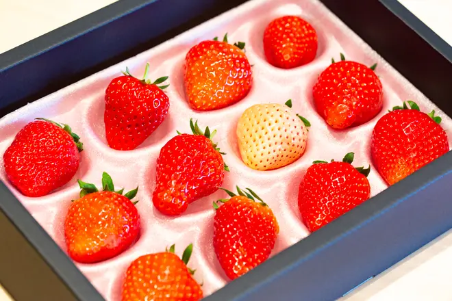 食べ比べセット イメージ
