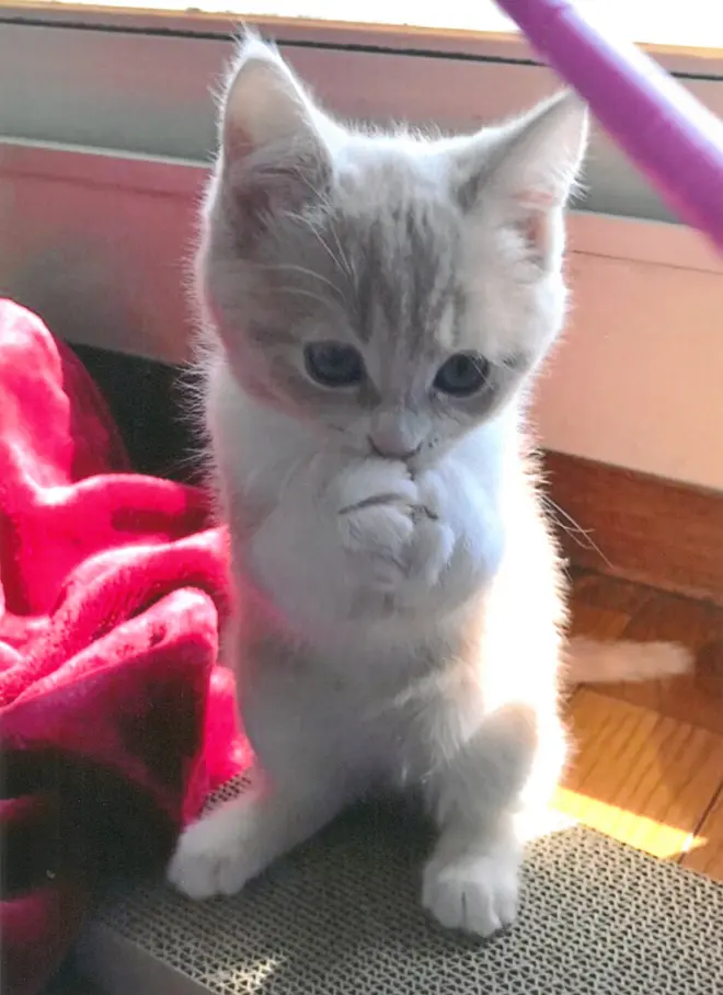 まっくろなふわふわちゅかまえたの 撮影：となりのぽぽた（ねこ写真展・前回の一番人気賞）