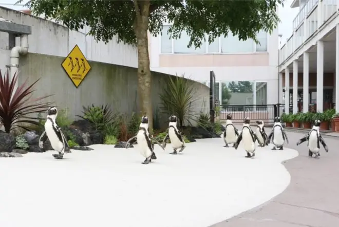 ケープペンギン