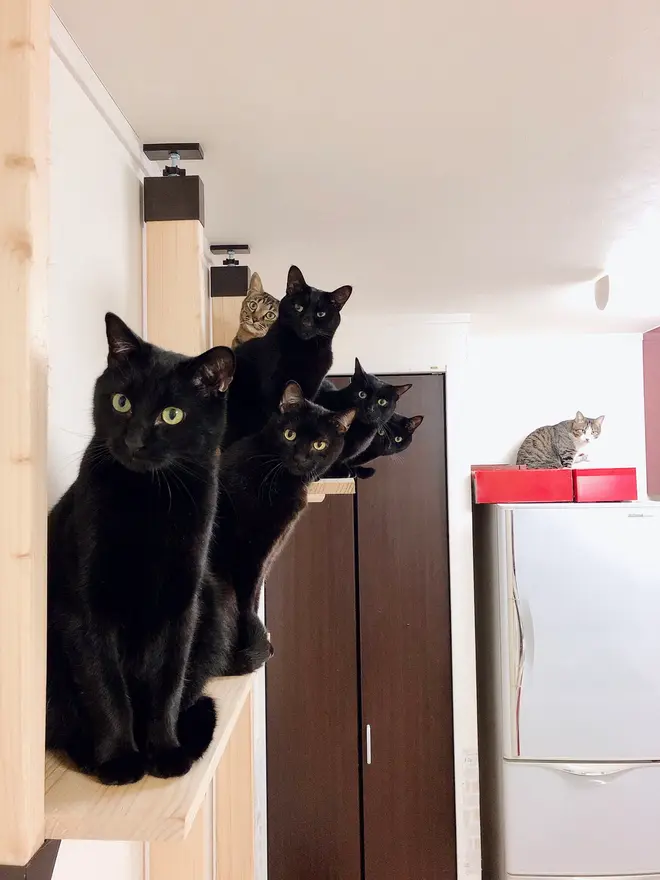 「みんなでひょっこり」