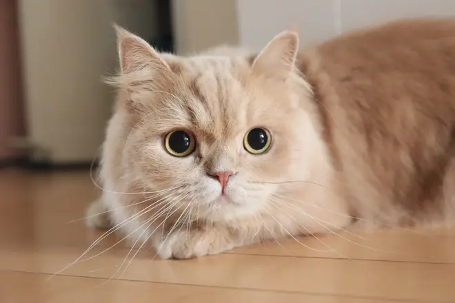 すず
