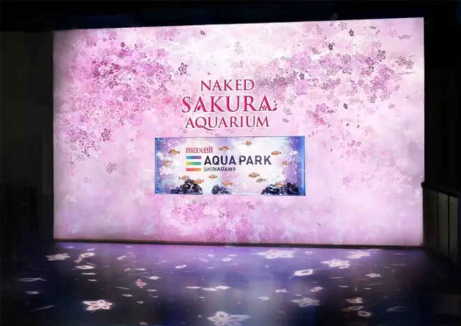 桜便り イメージ