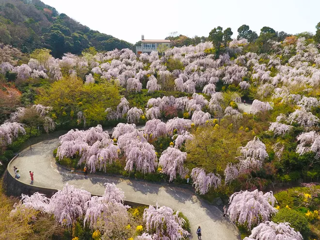 花見山
