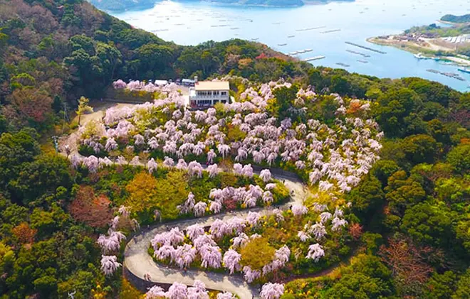 花見山