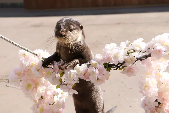 コツメカワウソのグリーティングタイム