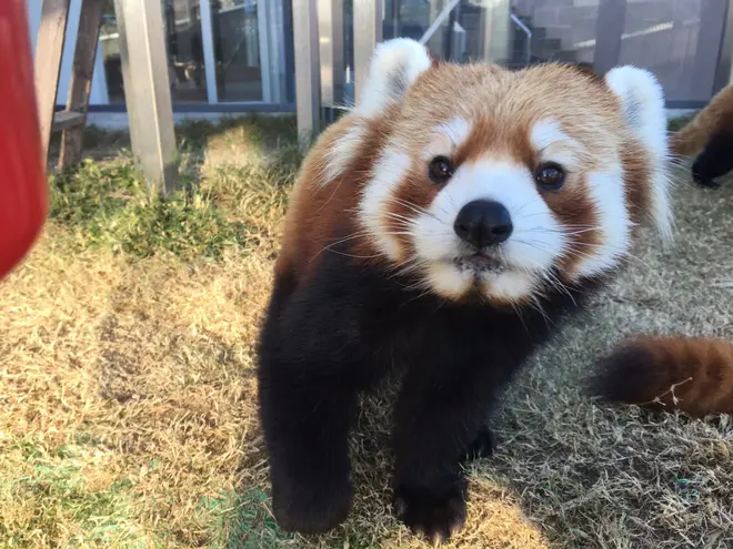 ネイ