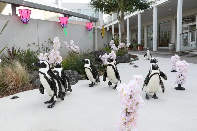 ケープペンギンのお花見パレード