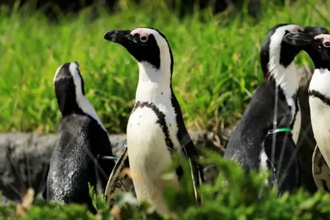 サンシャイン水族館 ペンギン イメージ