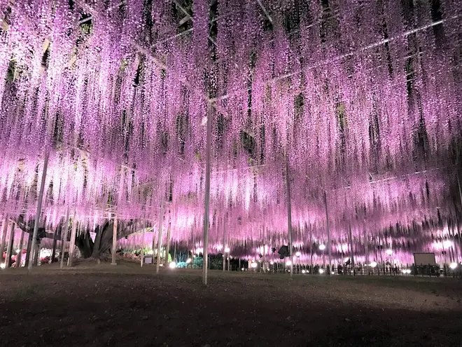 大藤 夜2
