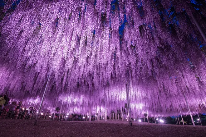 大藤 夜1