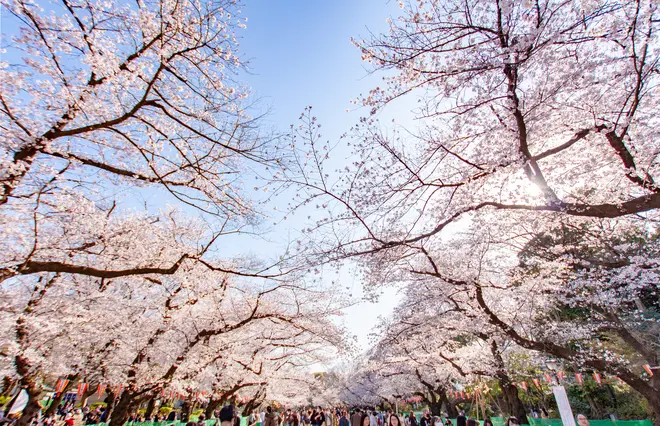 上野恩賜公園の桜並木