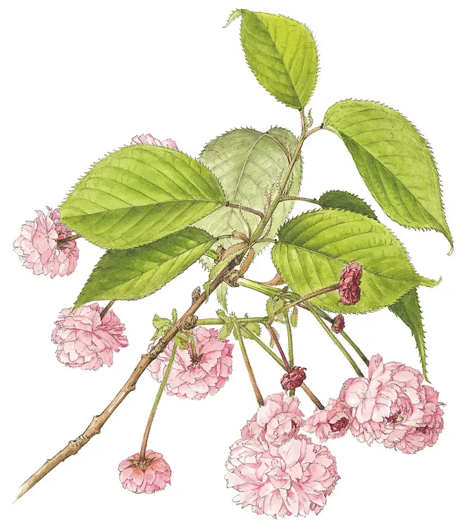 鵯桜（ひよどりざくら）太田洋愛 作