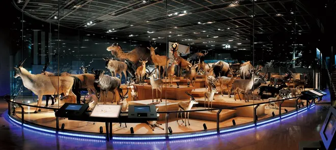 国立科学博物館 地球館３階展示室「大地を駆ける生命」
