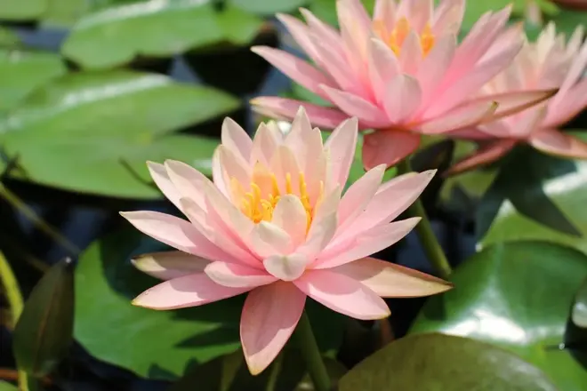 6月に見頃を迎えるスイレン（草津市立水生植物公園みずの森）