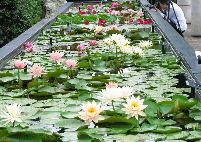 高さ約60cmの「スイレン槽」で花を間近に鑑賞できる